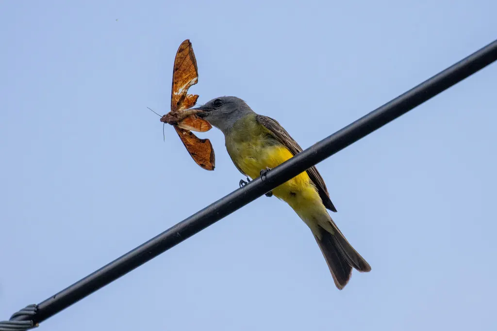 热带王霸鹟(Tyrannus melancholicus)
