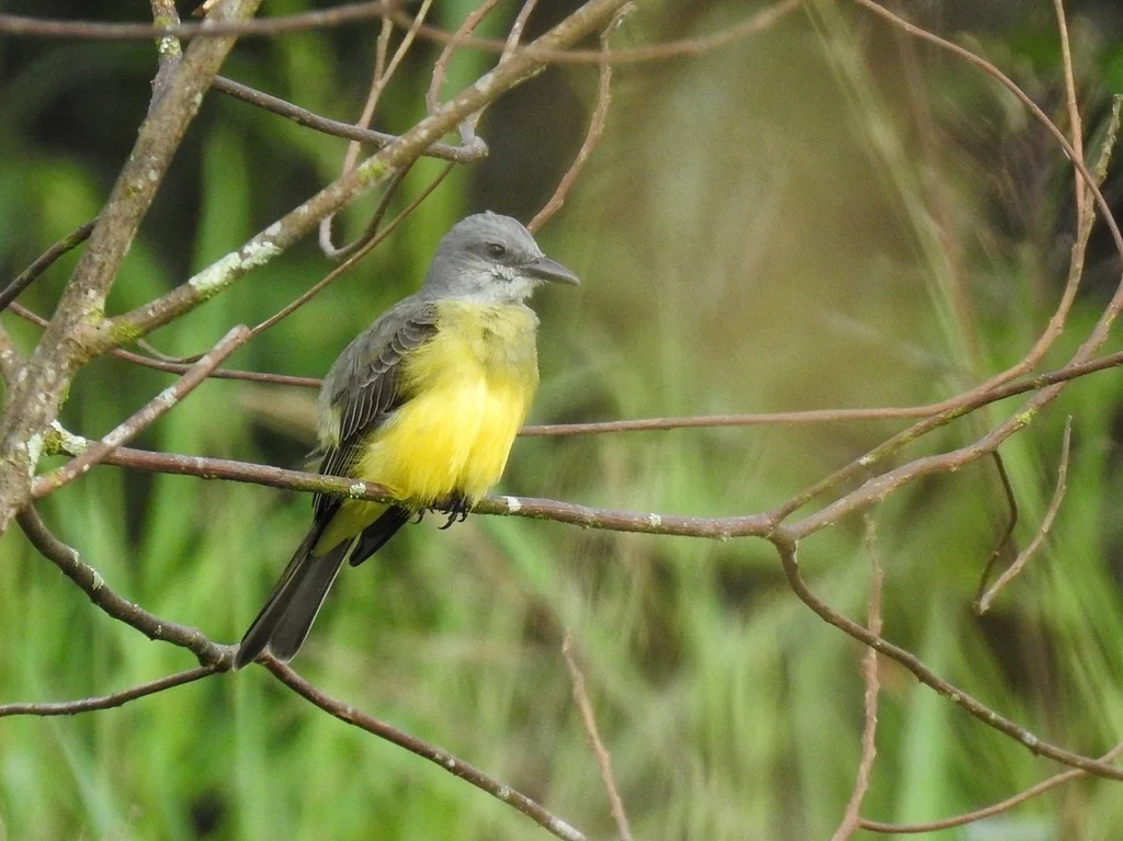 热带王霸鹟(Tyrannus melancholicus)