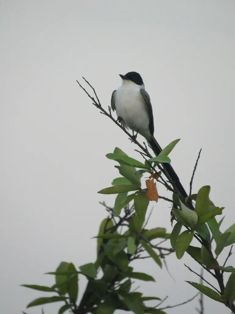 叉尾王霸鹟(Tyrannus savana)