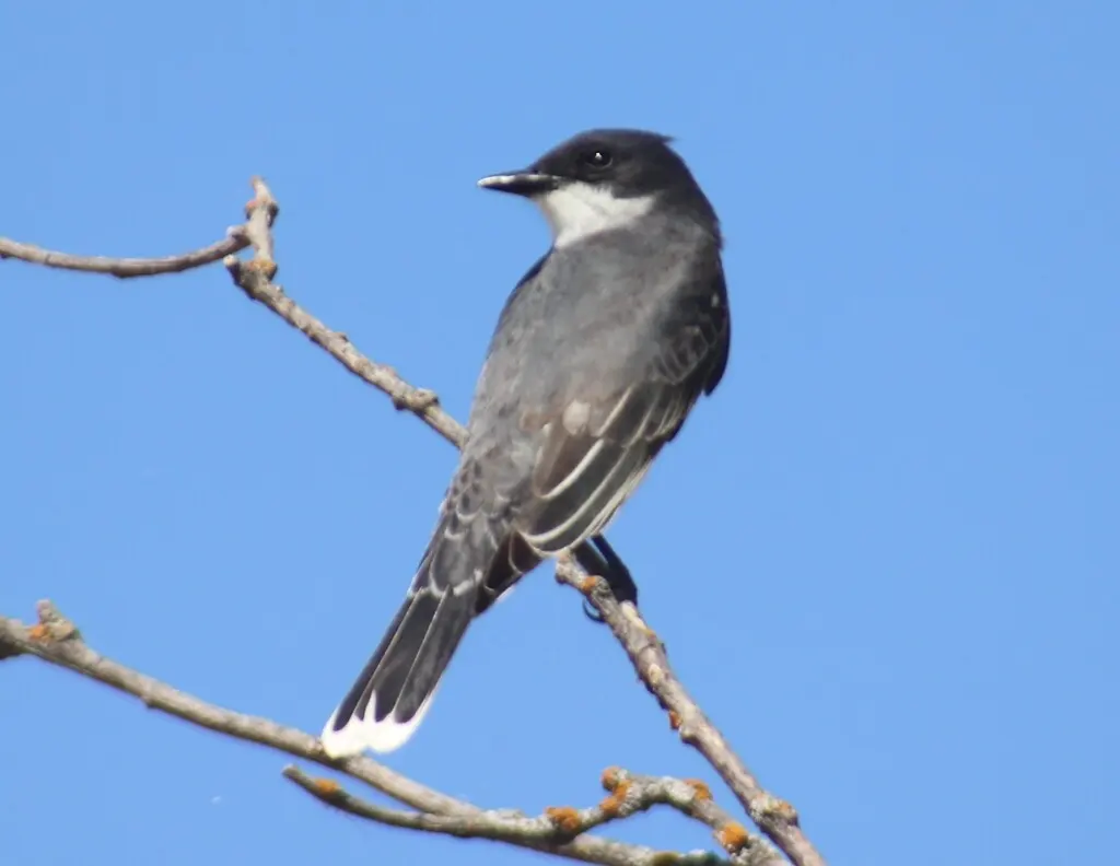 东王霸鹟(Tyrannus tyrannus)