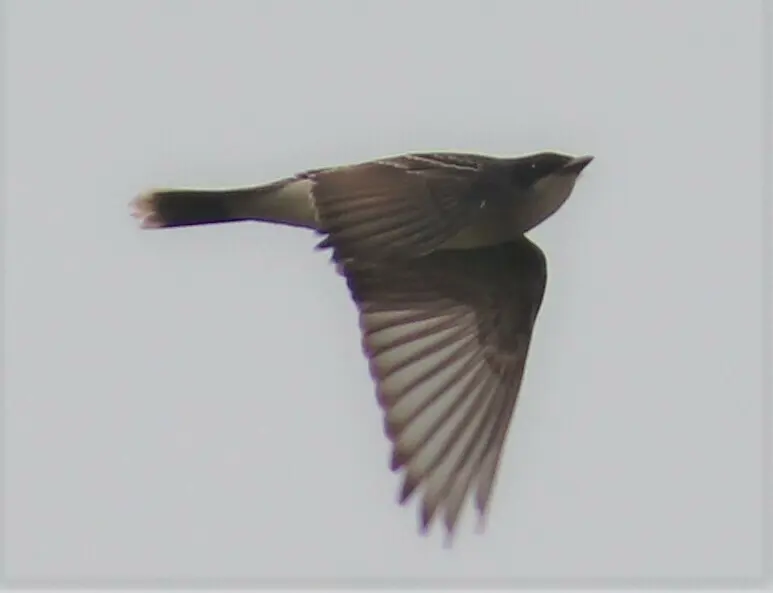 东王霸鹟(Tyrannus tyrannus)