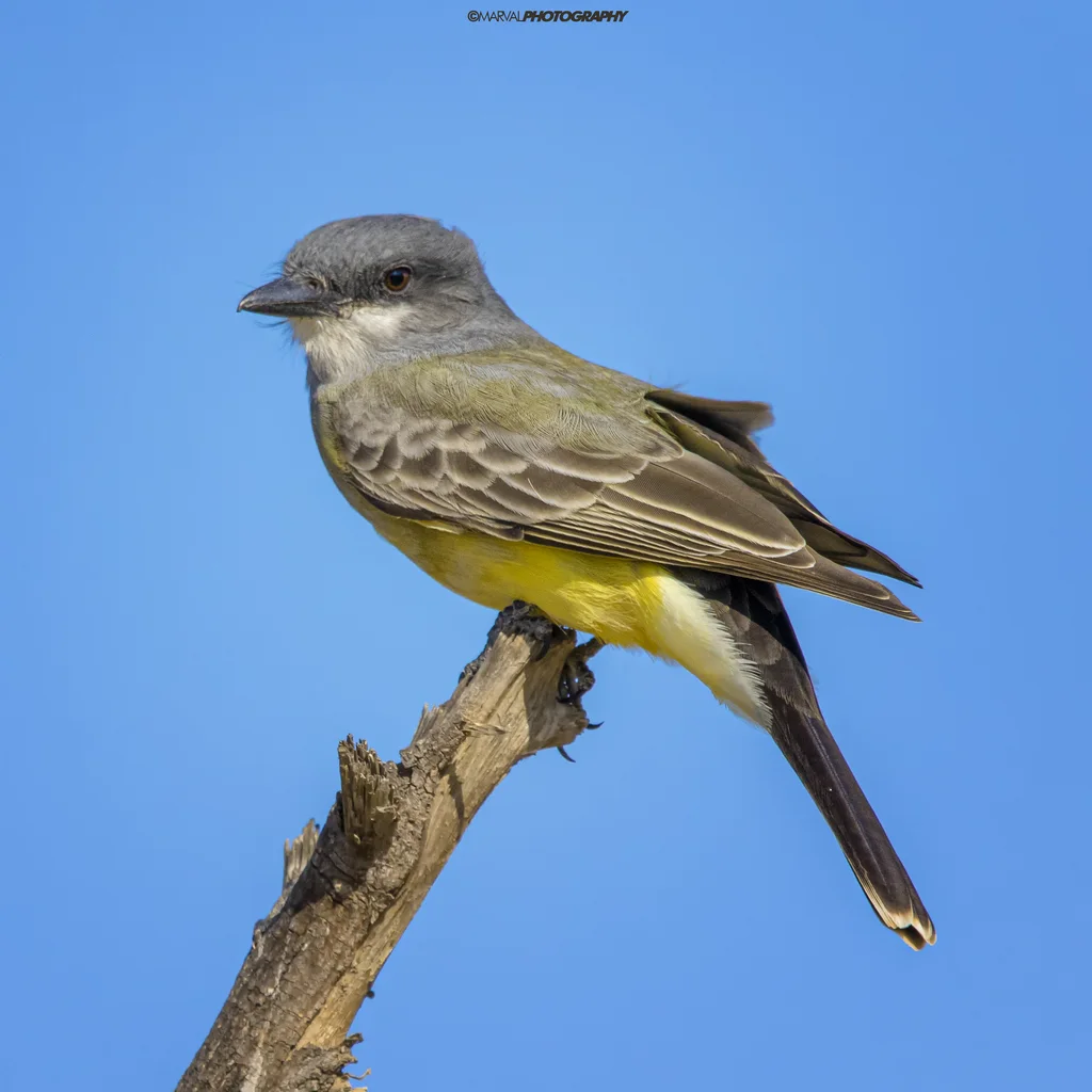 卡氏王霸鹟(Tyrannus vociferans)