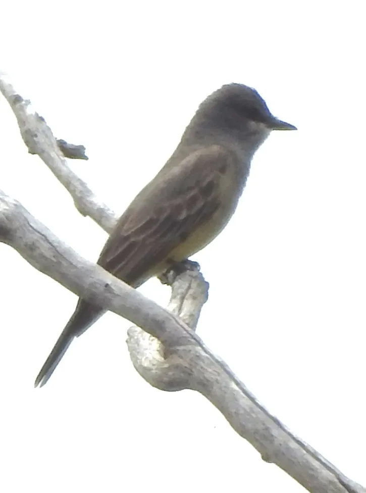 卡氏王霸鹟(Tyrannus vociferans)