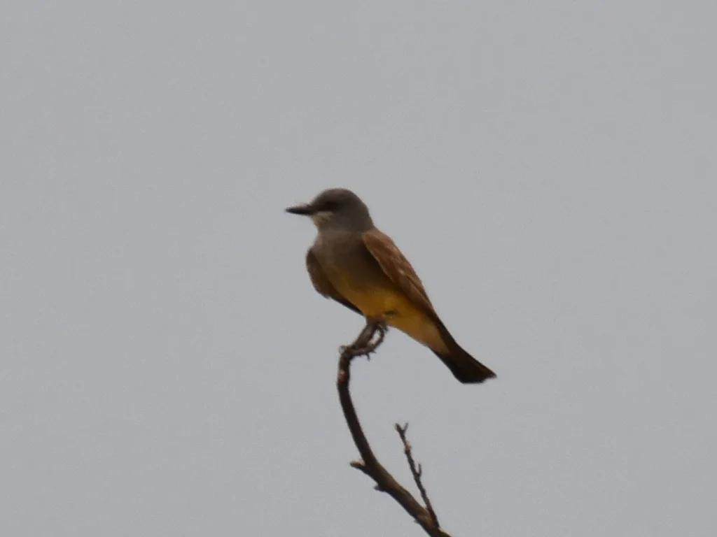 卡氏王霸鹟(Tyrannus vociferans)