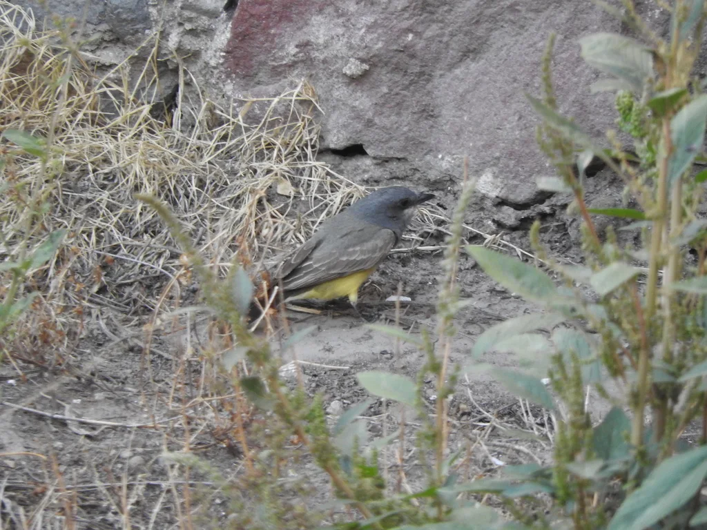 卡氏王霸鹟(Tyrannus vociferans)