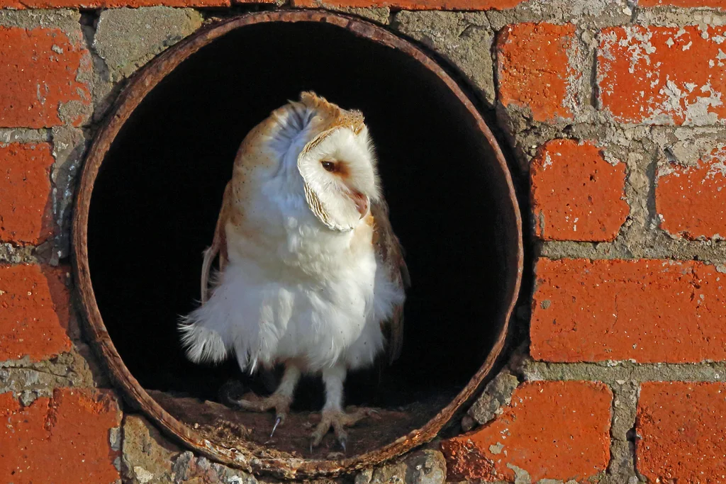 西仓鸮(Tyto alba)