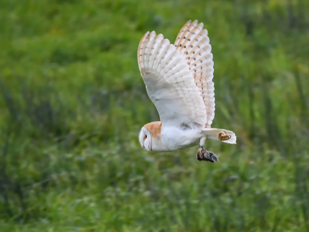 西仓鸮(Tyto alba)