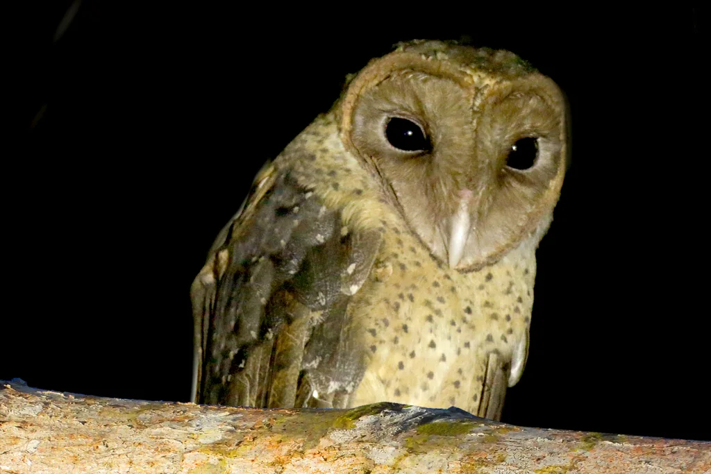 安达曼仓鸮（Tyto deroepstorffi）