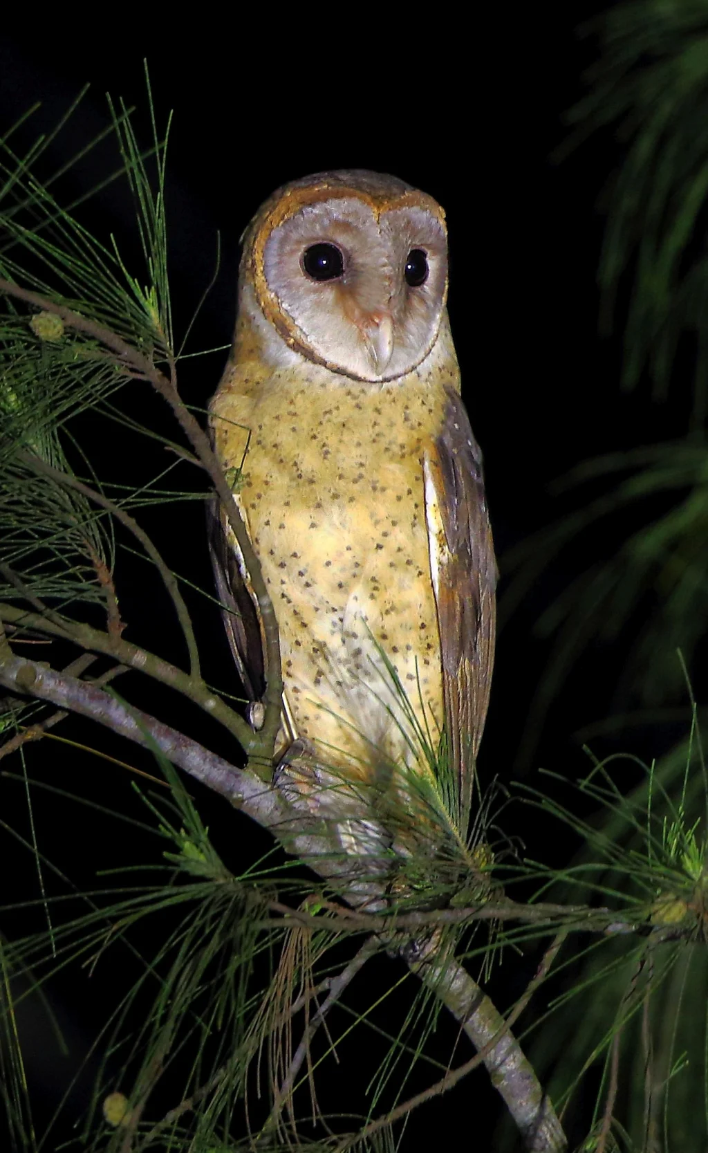 安达曼仓鸮（Tyto deroepstorffi）