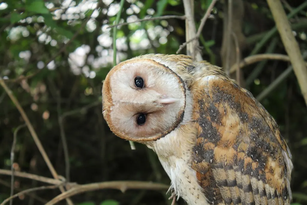 美洲仓鸮(Tyto furcata)
