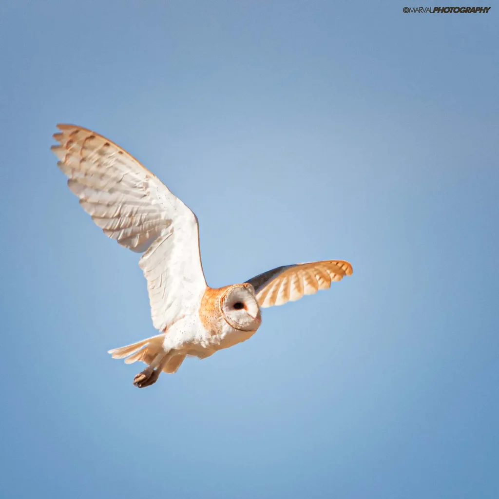 美洲仓鸮(Tyto furcata)