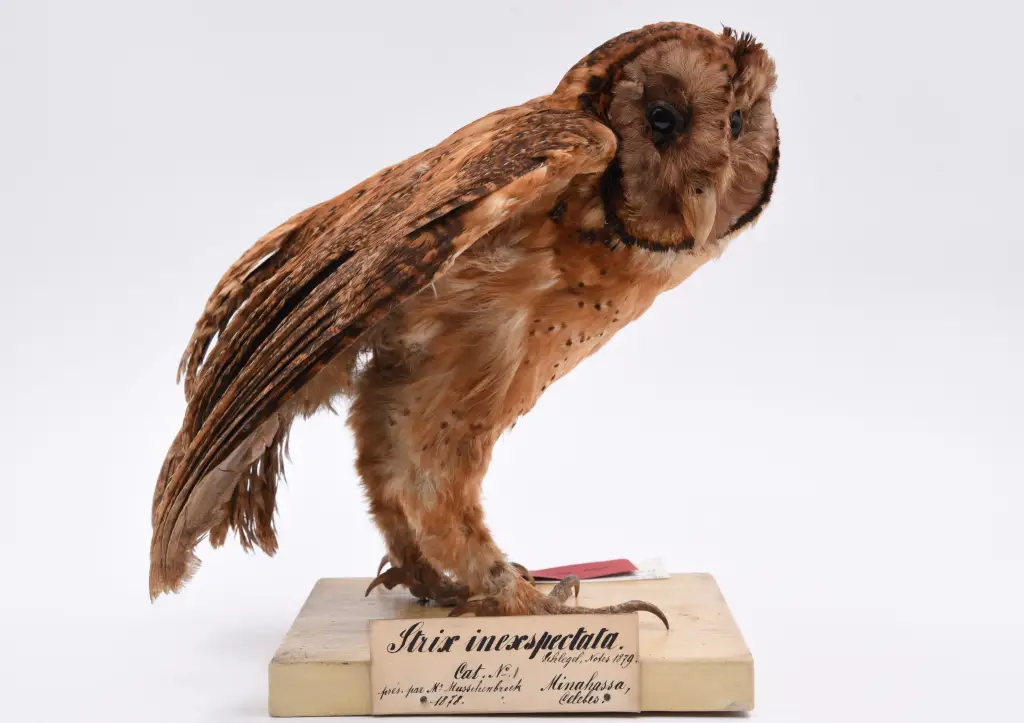 米纳仓鸮(Tyto inexspectata)