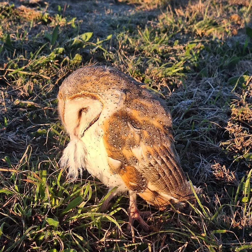 仓鸮(Tyto javanica)