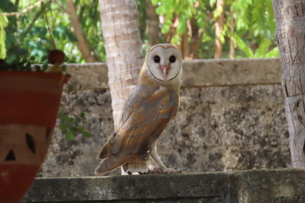 仓鸮(Tyto javanica)
