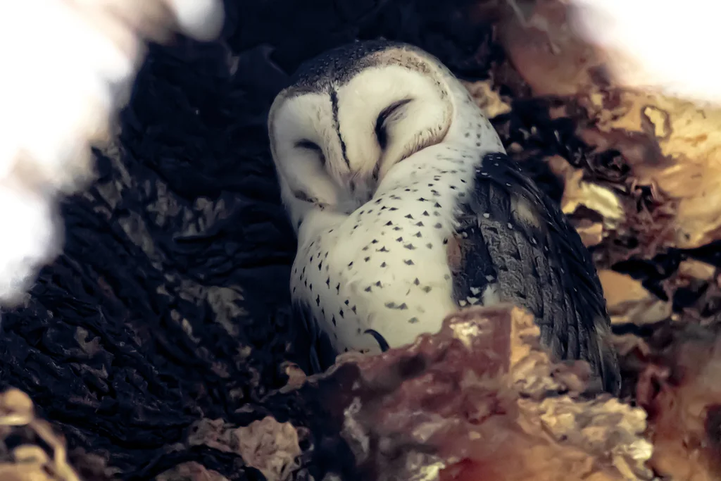 仓鸮(Tyto javanica)