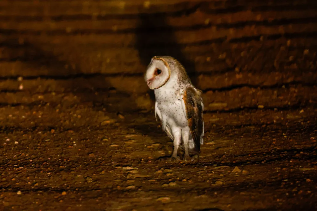 仓鸮(Tyto javanica)