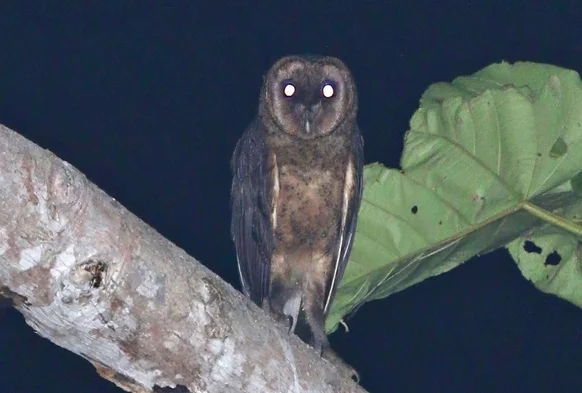 塔里仓鸮(Tyto nigrobrunnea)
