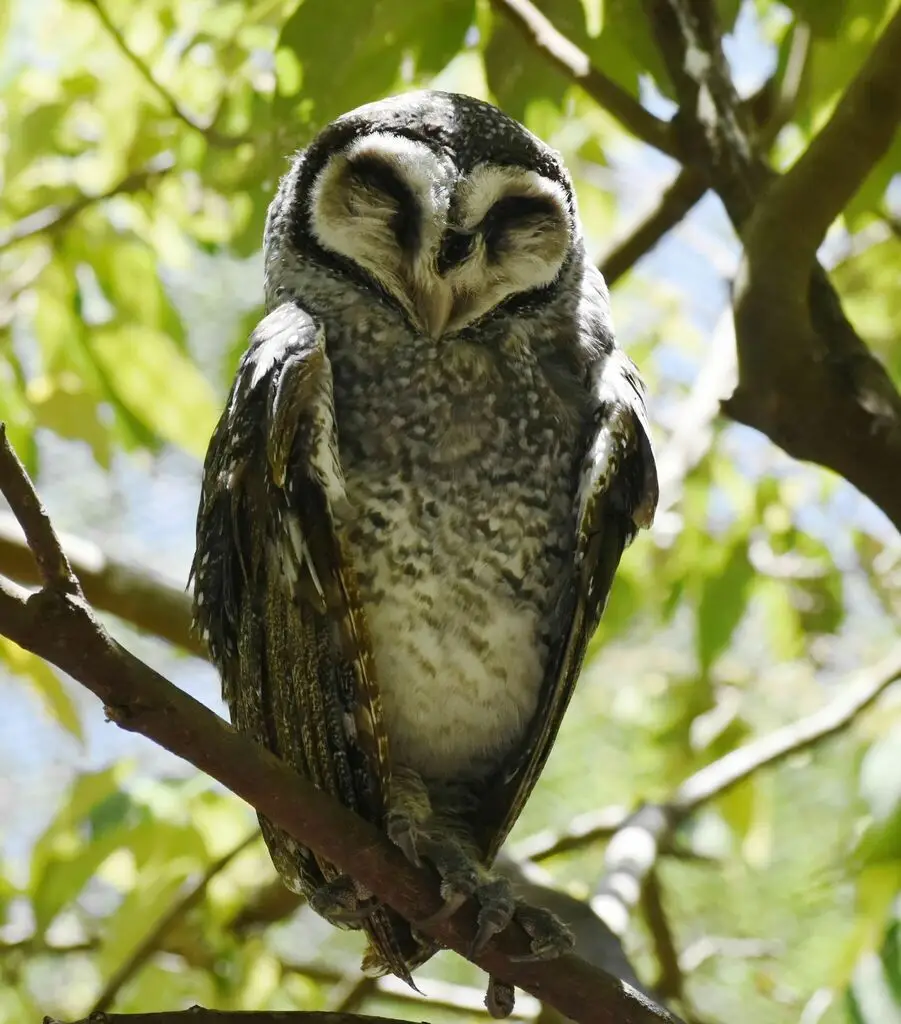 乌草鸮(Tyto tenebricosa)