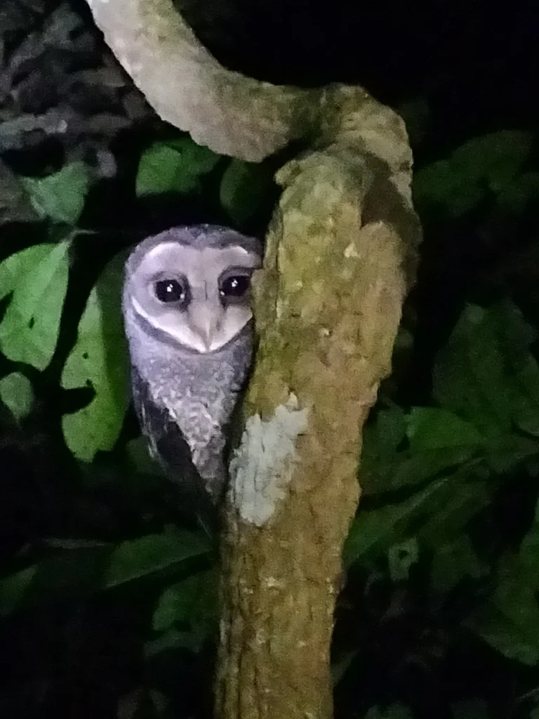 乌草鸮(Tyto tenebricosa)