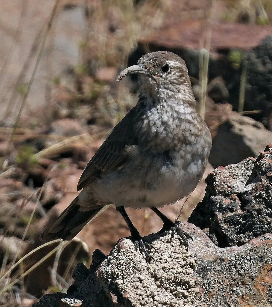 鳞喉爬地雀(Upucerthia dumetaria)