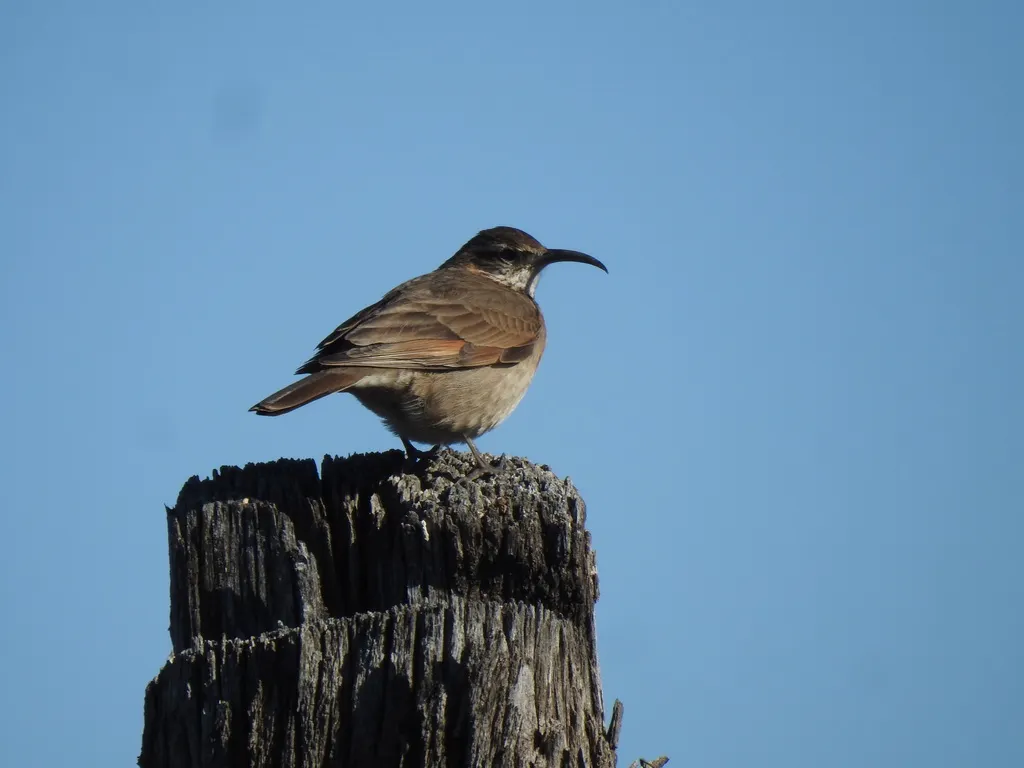 鳞喉爬地雀(Upucerthia dumetaria)