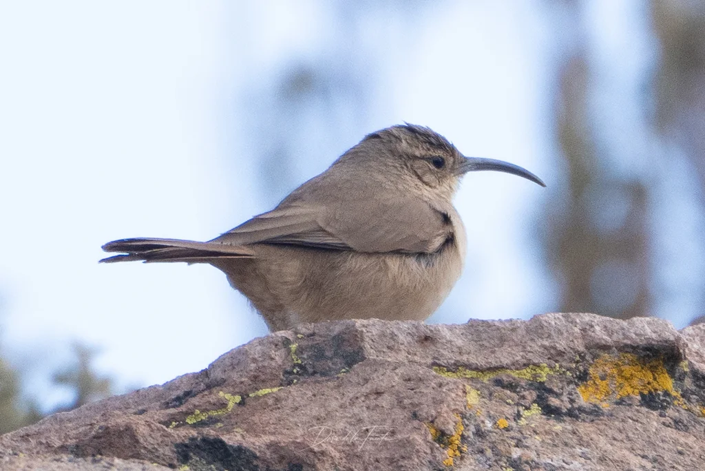 黄胸爬地雀(Upucerthia validirostris)