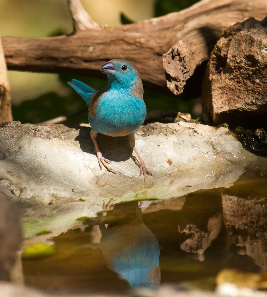 蓝饰雀(Uraeginthus angolensis)