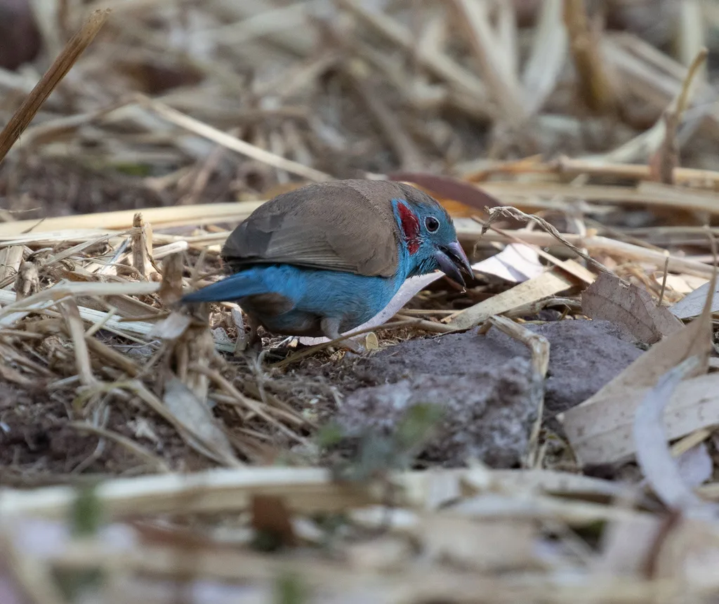 红颊蓝饰雀(Uraeginthus bengalus)