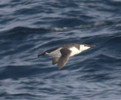 崖海鸦(Uria aalge)
