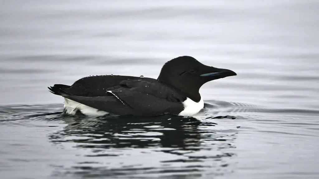 厚嘴崖海鸦（Uria lomvia）