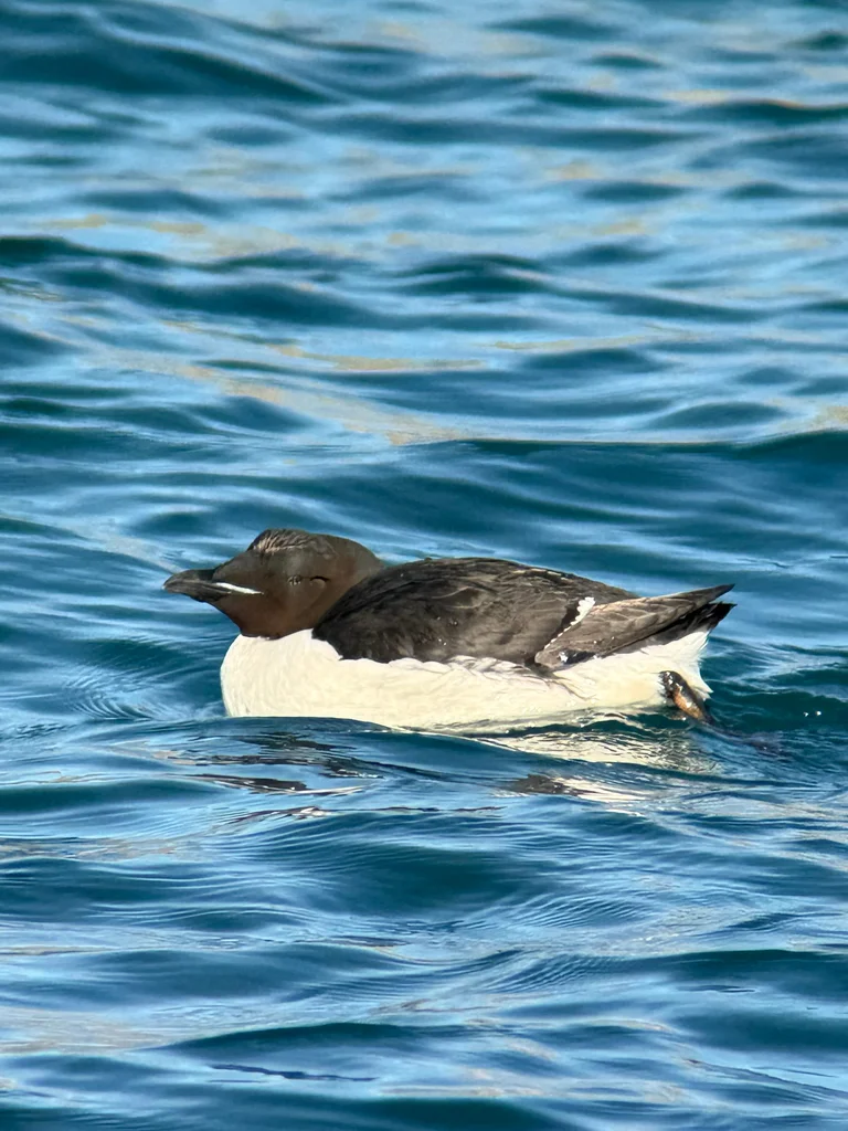 厚嘴崖海鸦（Uria lomvia）