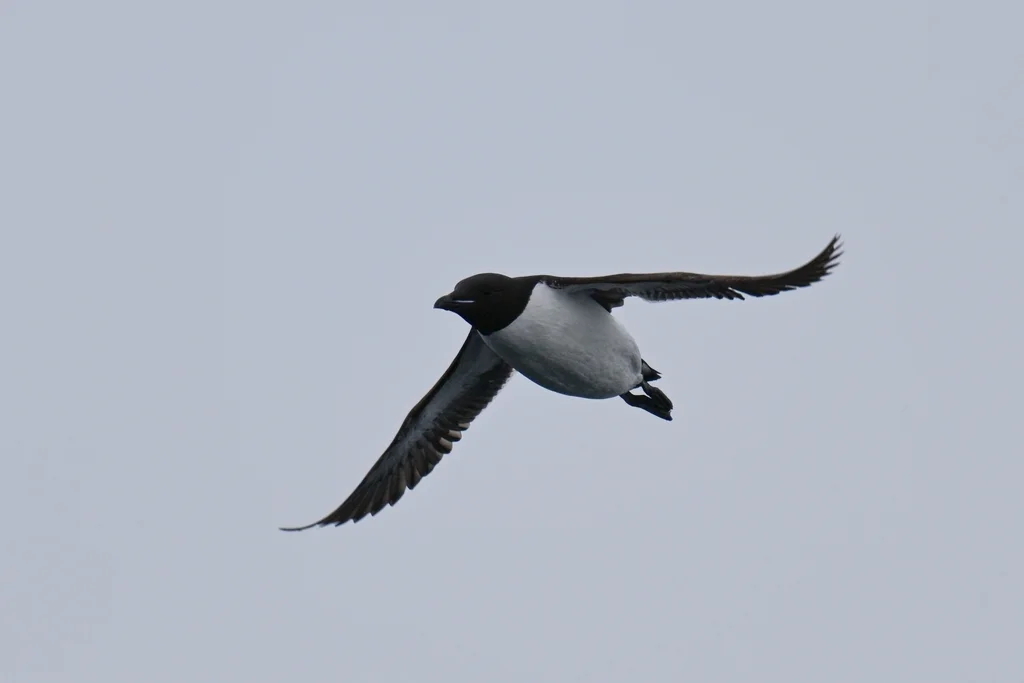 厚嘴崖海鸦（Uria lomvia）