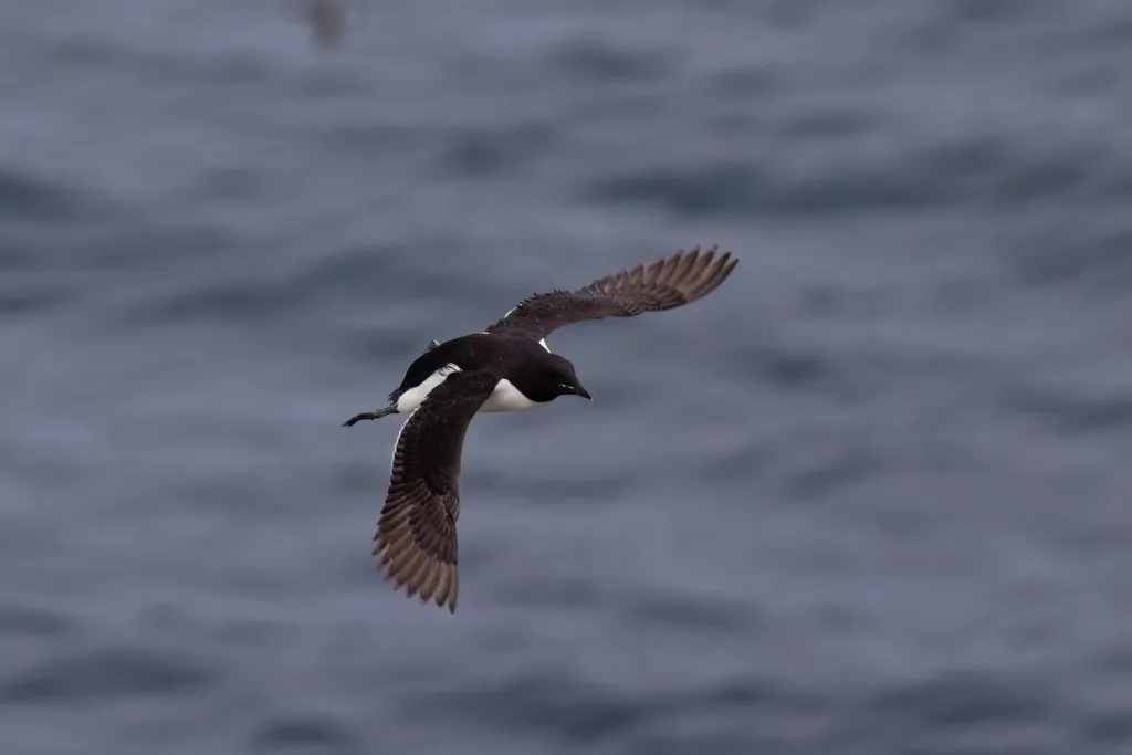 厚嘴崖海鸦（Uria lomvia）