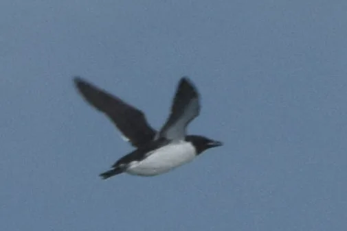 厚嘴崖海鸦（Uria lomvia）