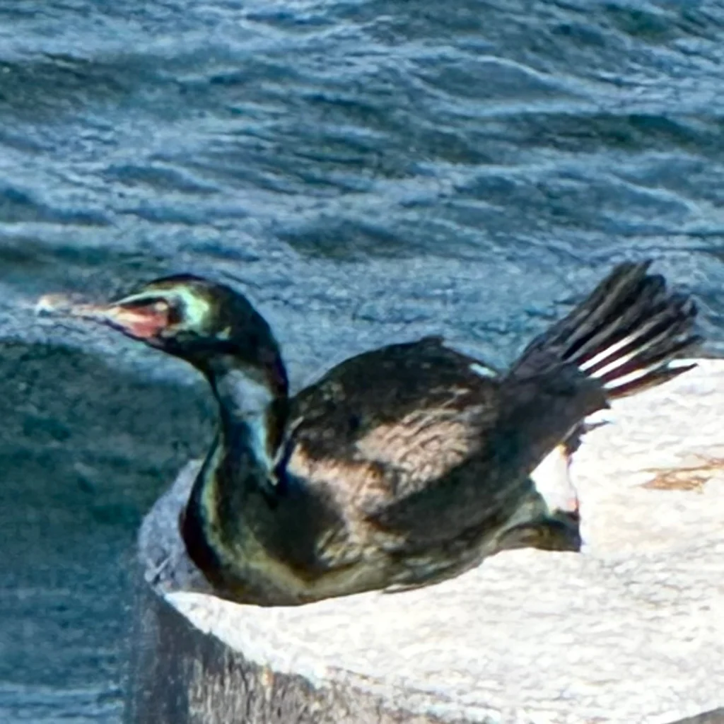 海鸬鹚(Urile pelagicus)