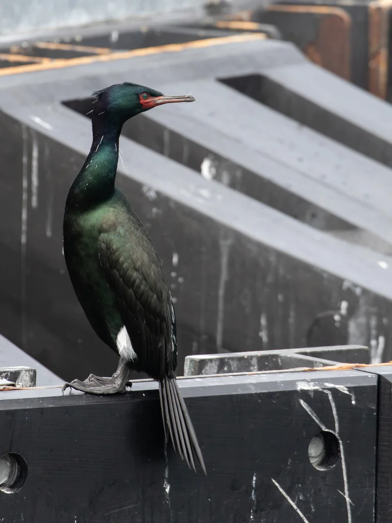 海鸬鹚(Urile pelagicus)