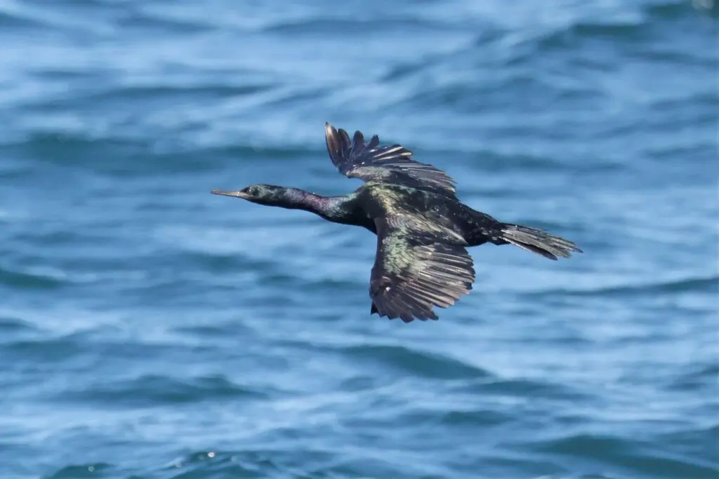 海鸬鹚(Urile pelagicus)