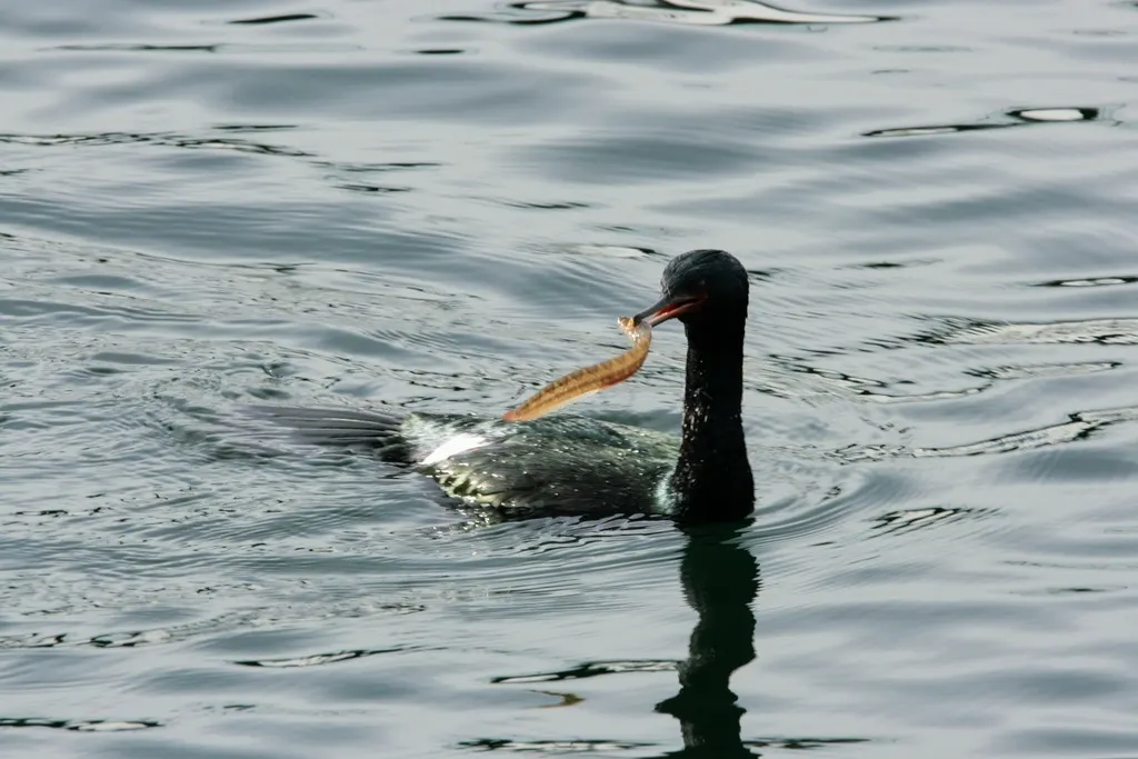 海鸬鹚(Urile pelagicus)