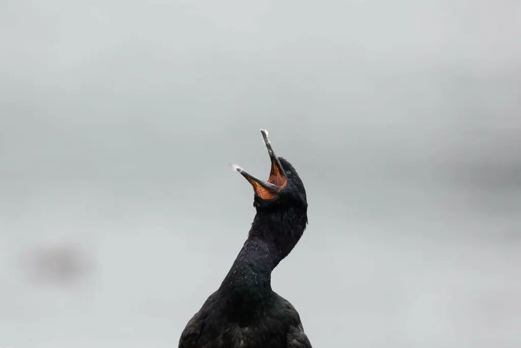 海鸬鹚(Urile pelagicus)
