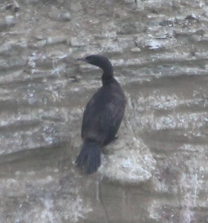 海鸬鹚(Urile pelagicus)