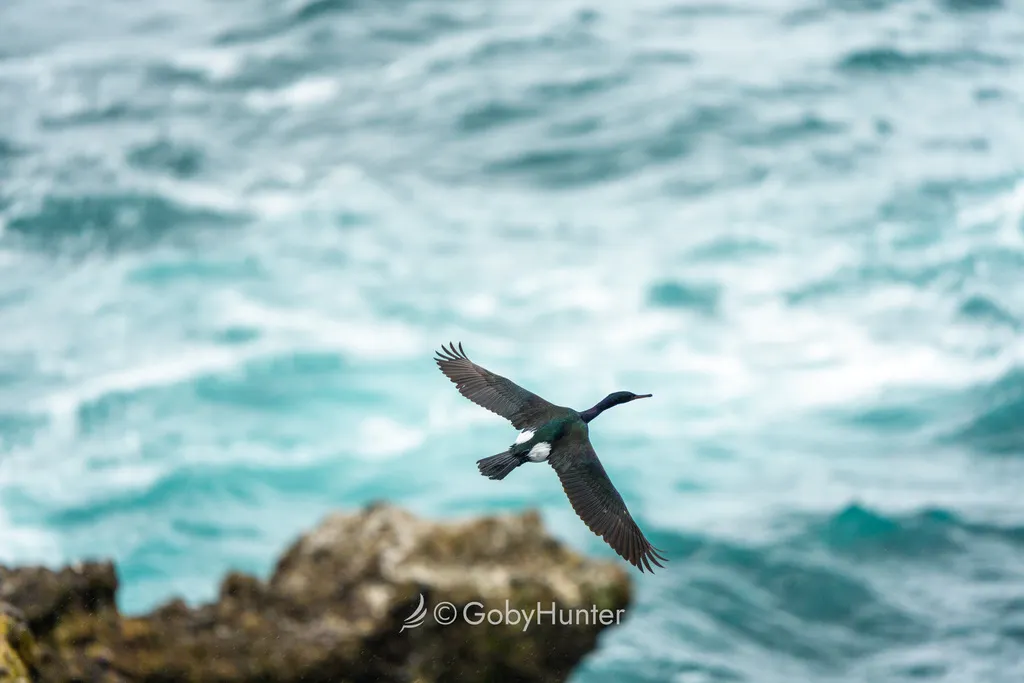 海鸬鹚(Urile pelagicus)