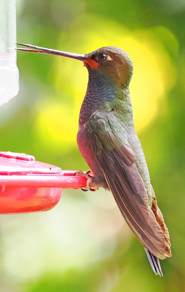 褐颊白尾蜂鸟(Urochroa bougueri)