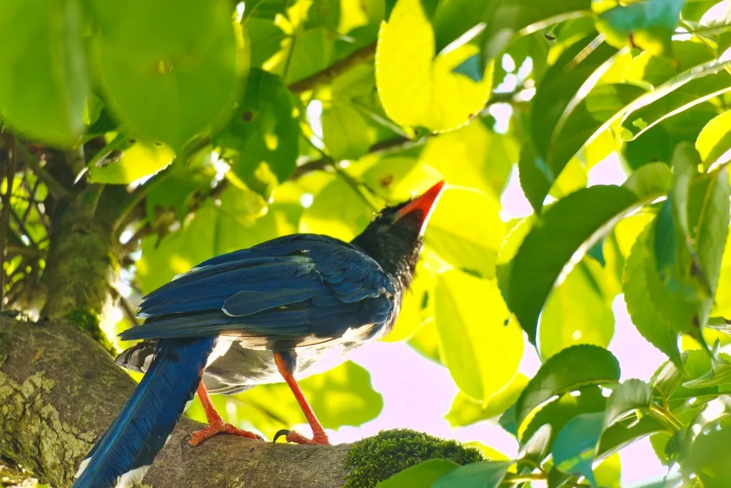 台湾蓝鹊(Urocissa caerulea)