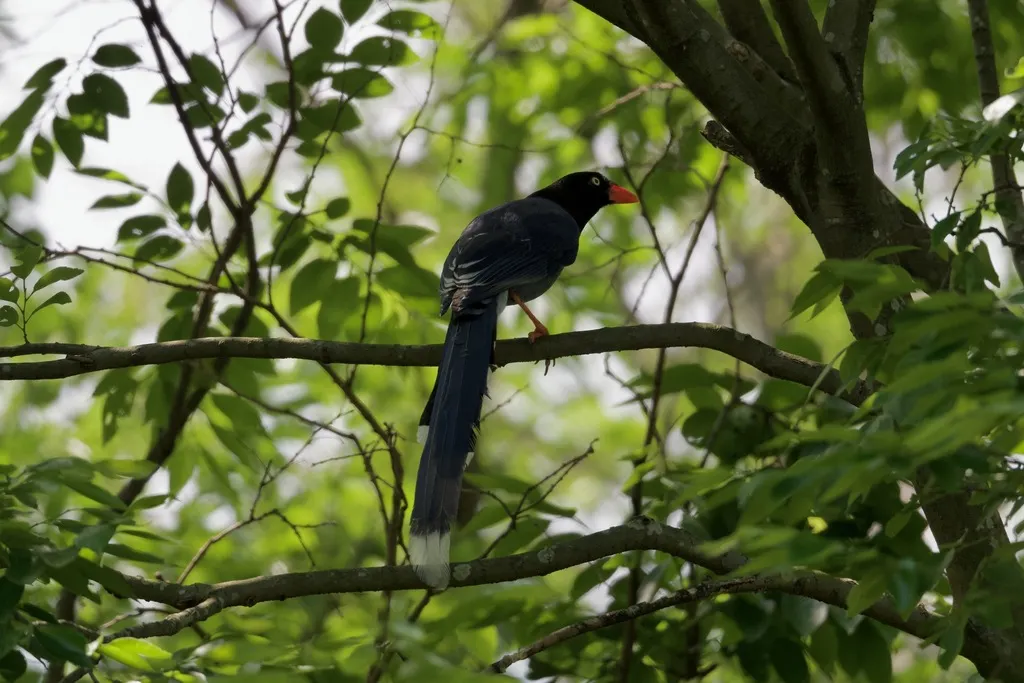 台湾蓝鹊(Urocissa caerulea)