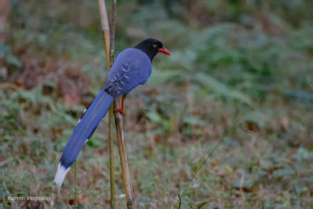台湾蓝鹊(Urocissa caerulea)