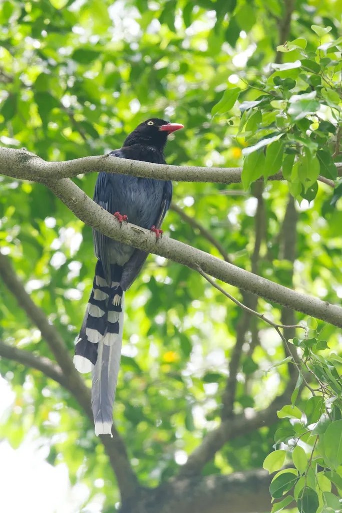 台湾蓝鹊(Urocissa caerulea)