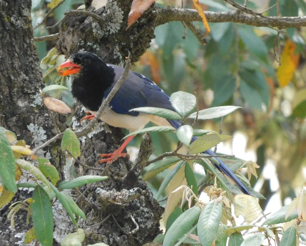 红嘴蓝鹊(Urocissa erythroryncha)