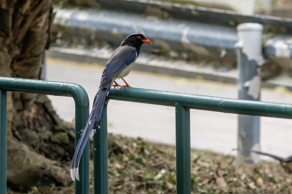 红嘴蓝鹊(Urocissa erythroryncha)