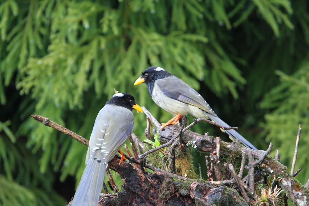黄嘴蓝鹊(Urocissa flavirostris)