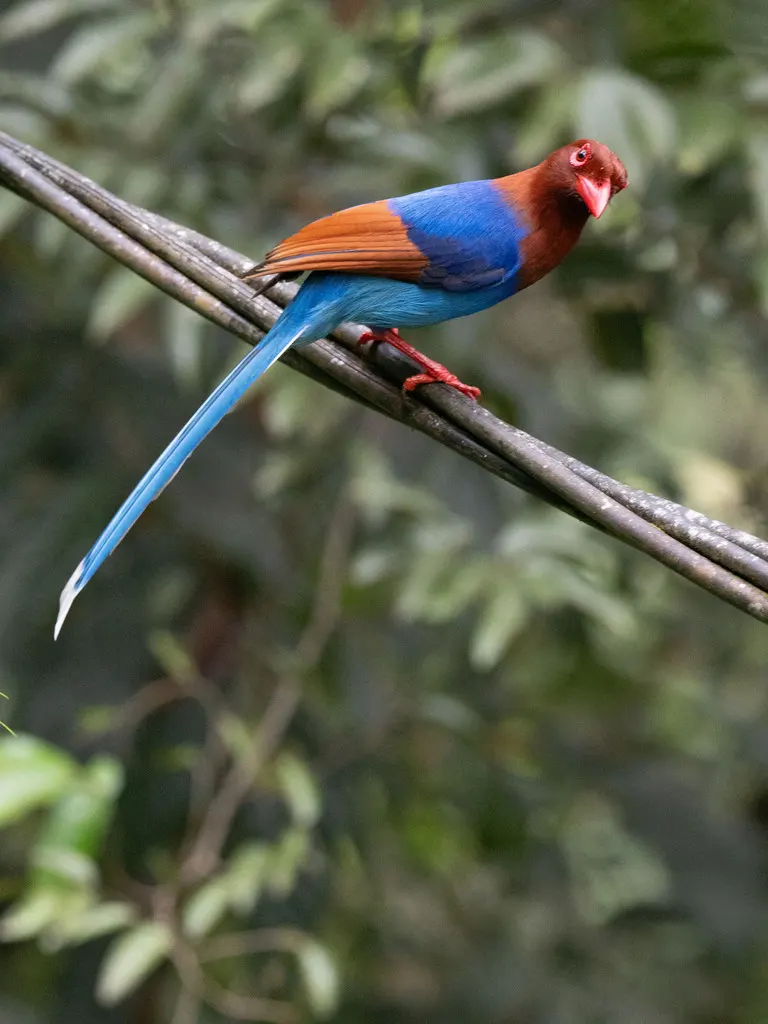 斯里兰卡蓝鹊(Urocissa ornata)